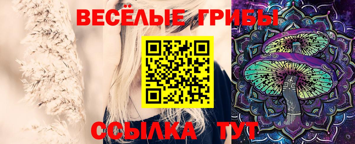 Галлюциногенные грибы Psilocybe  даркнет сайт  Каменск-Шахтинский 